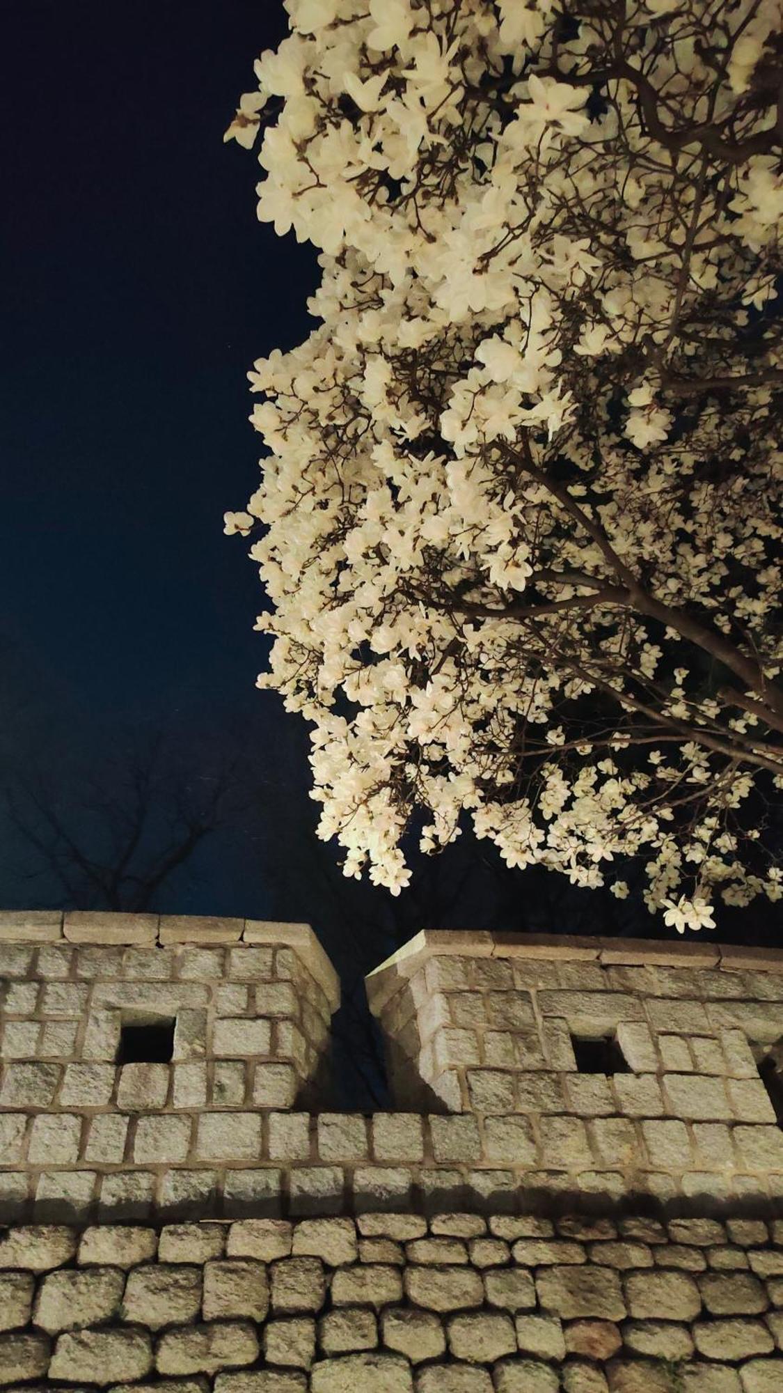 Namsan 首爾